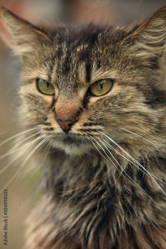 Portrait of wild grey cat