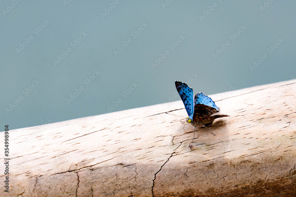 Butterfly on a tree