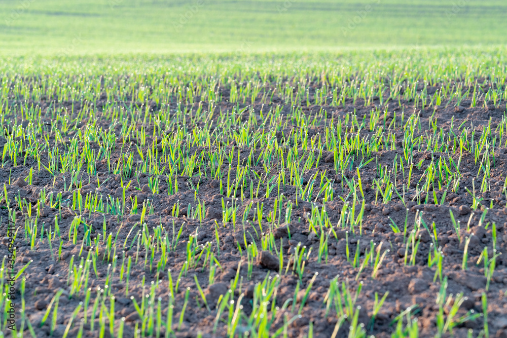 Young wheat crops in the morning agricultural field