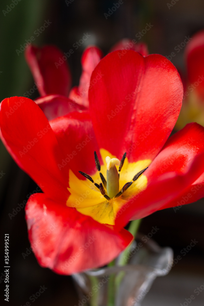 Red blooming tulip in a crystal vase. Macro. Red blooming tulip in a crystal vase. Macro.