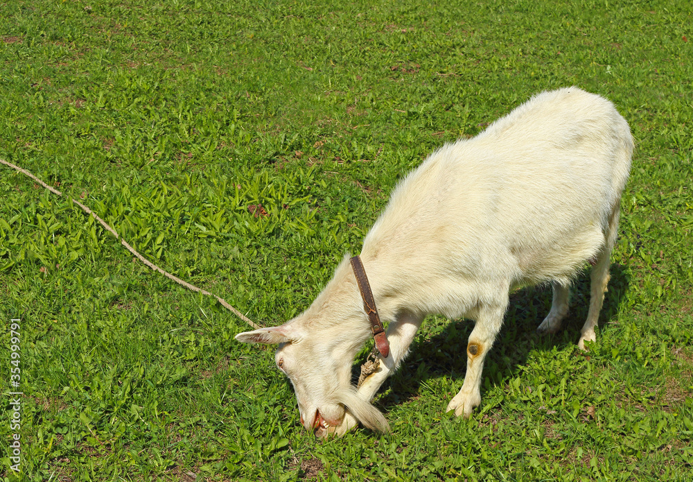 White hornless goat in collar eats grass in a green lawn White hornless goat in collar eats grass in a green lawn
