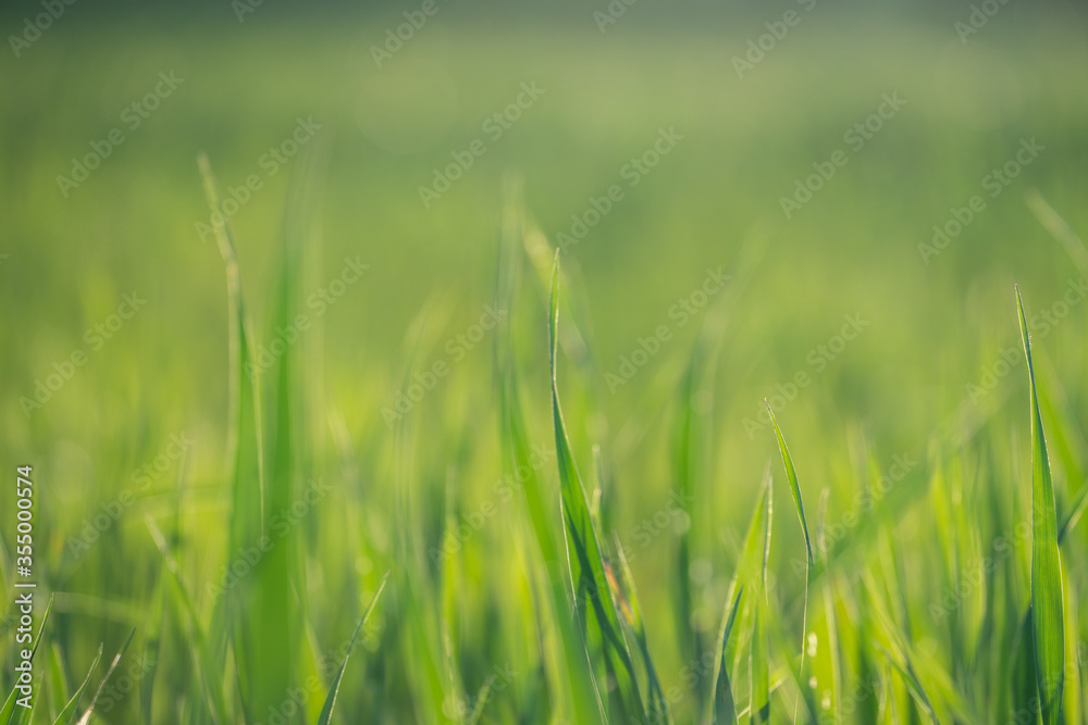 Young Fresh shoots of wheat on the field