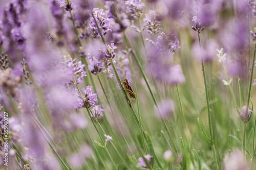 Kwiaty lawenda na pastelowym rozmytym tle z owadem siedzącym na pochylonym pędzie