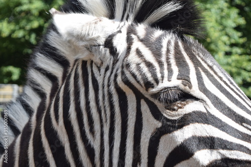 Fototapeta Naklejka Na Ścianę i Meble -  Head and eyes of a zebra in the Animal Park Bretten, Germany