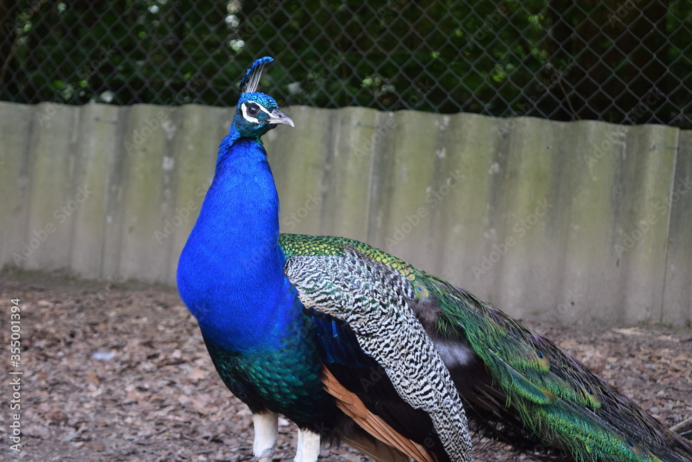 Obraz premium Portrait of a colorful male peacock in the animal park Bretten, Germany