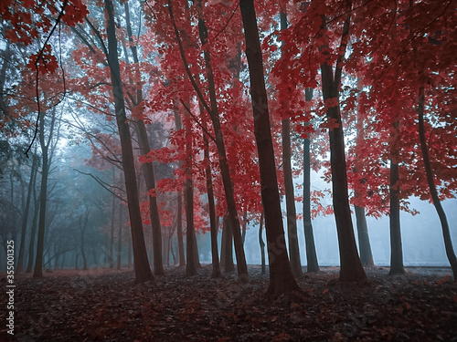 Morning in a mystical forest in thick fog in red tones
