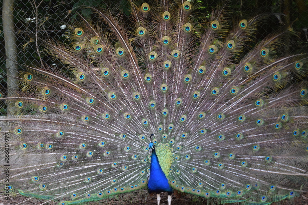 Naklejka premium A male peacock shows the beautiful colors of its green-blue feathers and beats a wheel, animal park Bretten, Germany