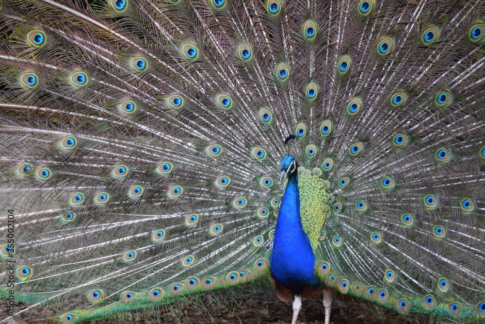 Fototapeta premium A male peacock shows the beautiful colors of its green-blue feathers and beats a wheel, animal park Bretten, Germany