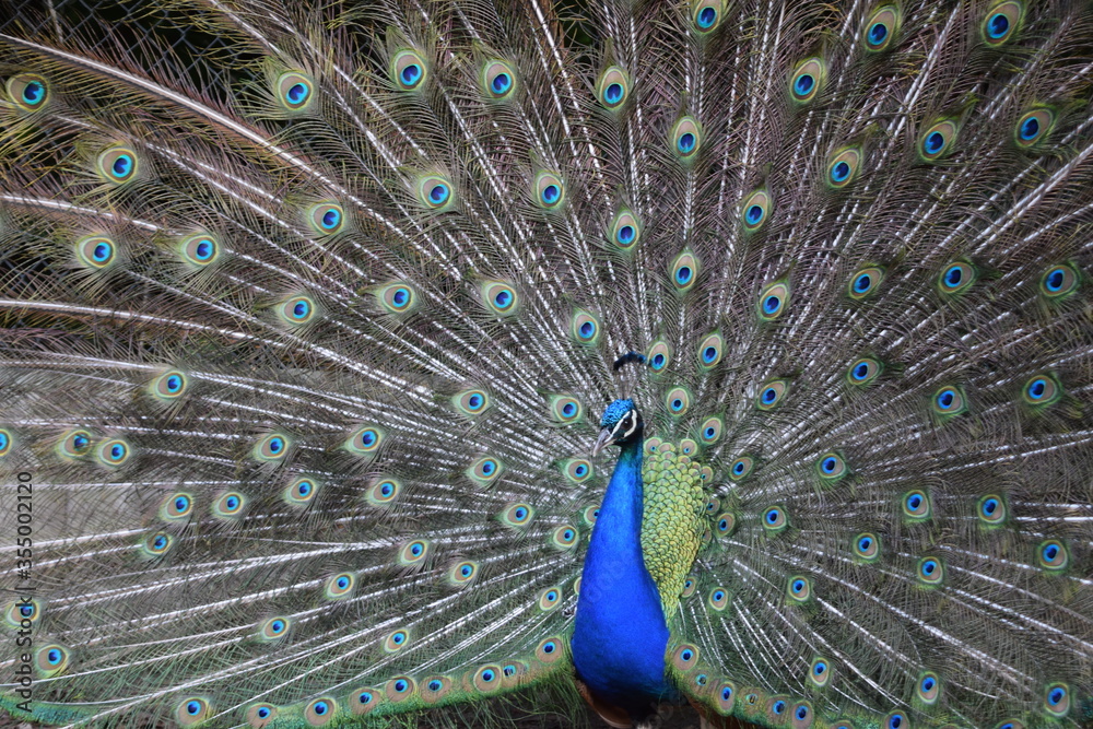 Naklejka premium A male peacock shows the beautiful colors of its green-blue feathers and beats a wheel, animal park Bretten, Germany