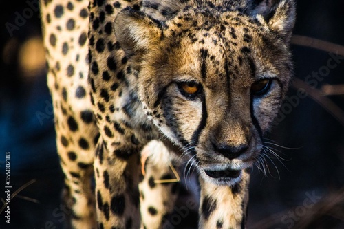 close-up encounter of a walking and alerted  concentrated cheetah during a safari trip in Africa in Etosha National Park in Namibia