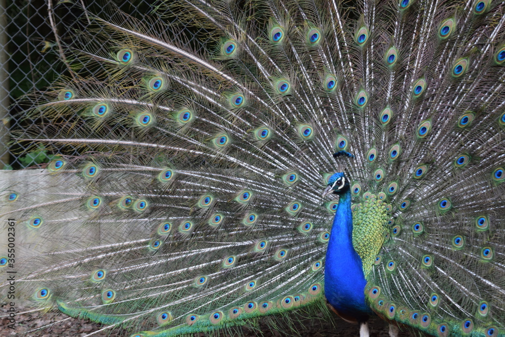 Naklejka premium A male peacock shows the beautiful colors of its green-blue feathers and beats a wheel, animal park Bretten, Germany