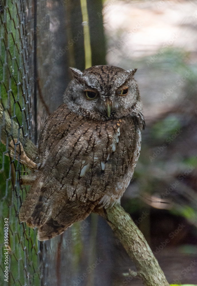 Obraz premium A Baby Screech Owlet 