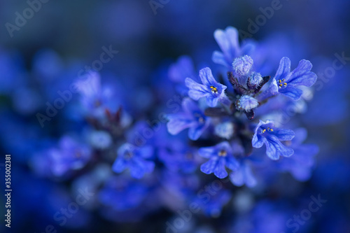 close up of blue flowers