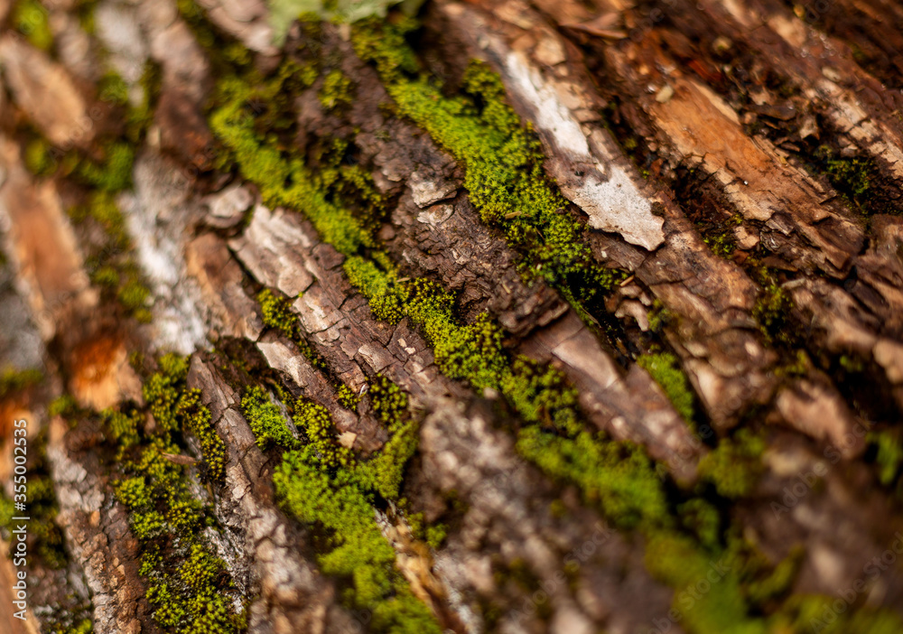 bark of tree. Natural materials bark of tree. Natural materials
