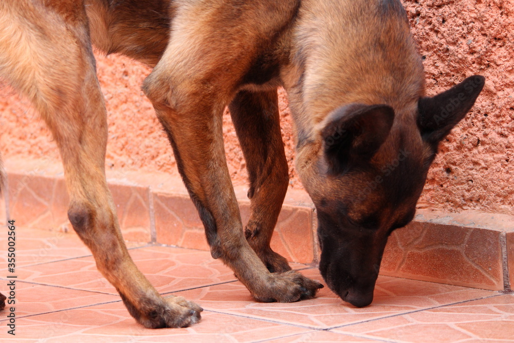 Fototapeta premium Close up de pastor belga olfateando