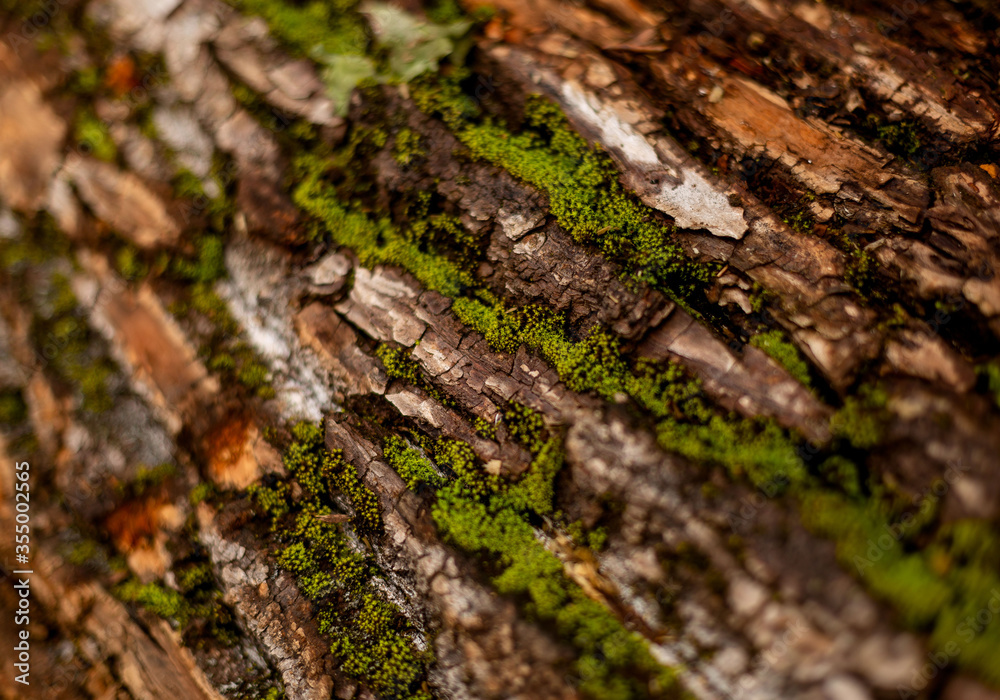 bark of tree. Natural materials bark of tree. Natural materials