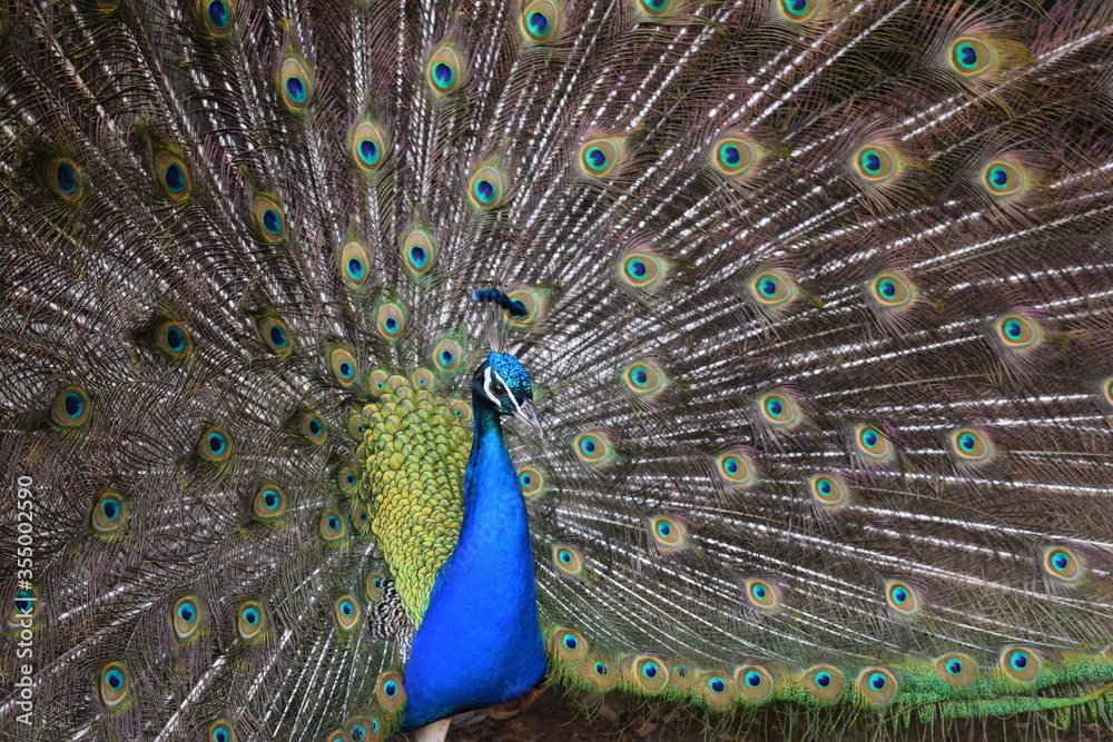 Obraz premium A male peacock shows the beautiful colors of its green-blue feathers and beats a wheel, animal park Bretten, Germany