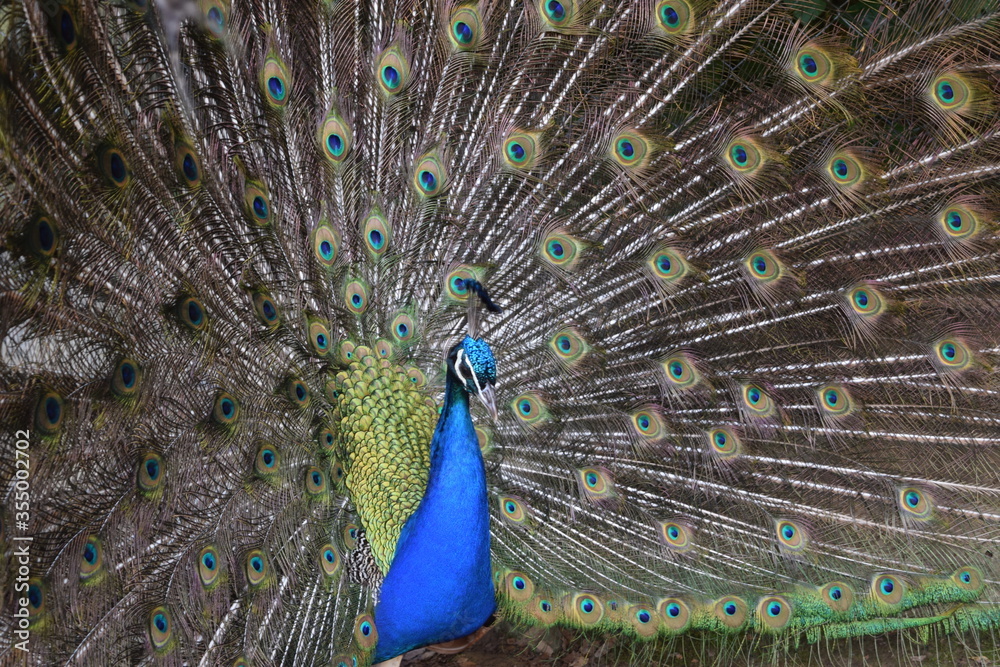 Fototapeta premium A male peacock shows the beautiful colors of its green-blue feathers and beats a wheel, animal park Bretten, Germany