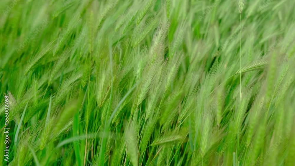 tall grass sways in the wind. abstract texture tall grass sways in the wind. abstract texture