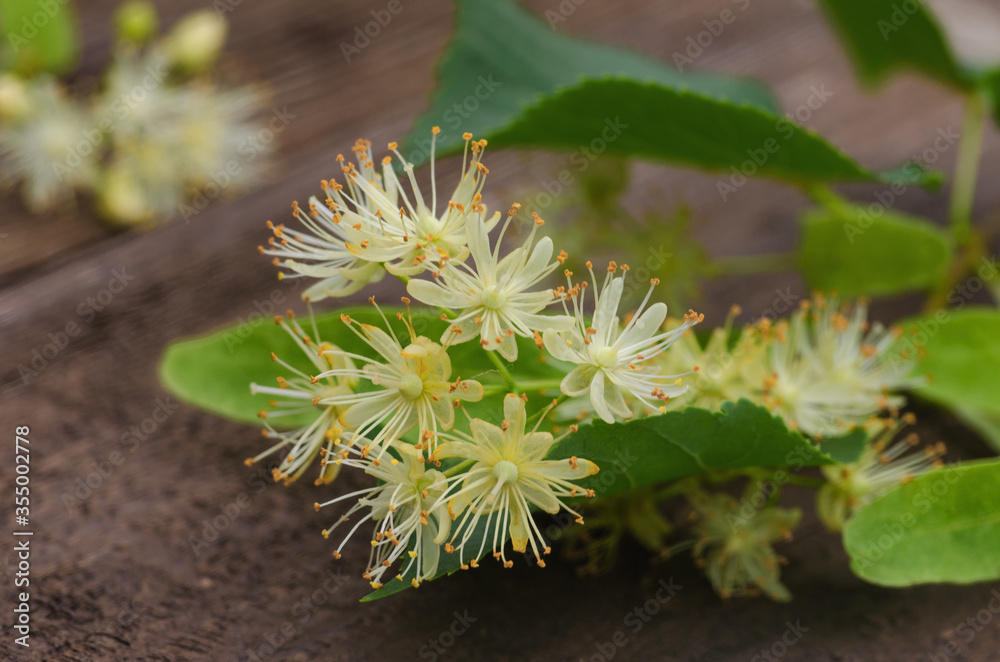 Aromatic hot linden tea in a cup for morning relaxation or warming Aromatic hot linden tea in a cup for morning relaxation or warming