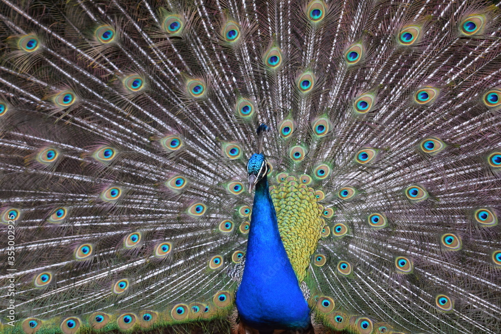 Obraz premium A male peacock shows the beautiful colors of its green-blue feathers and beats a wheel, animal park Bretten, Germany