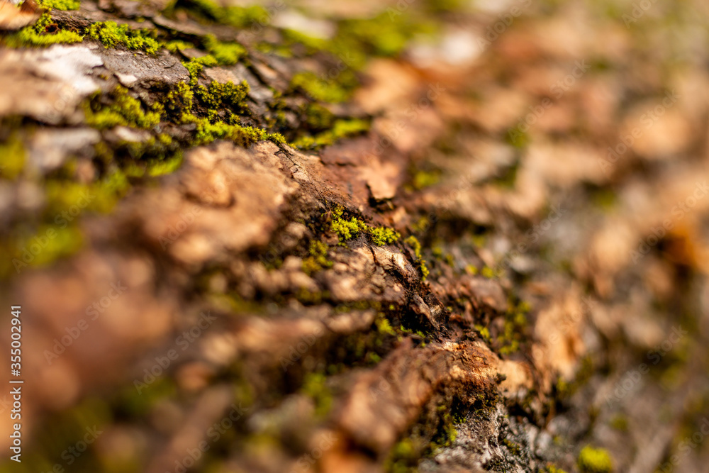 bark of tree. Natural materials bark of tree. Natural materials