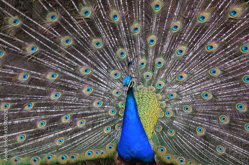 A male peacock shows the beautiful colors of its green-blue feathers and beats a wheel, animal park Bretten, Germany