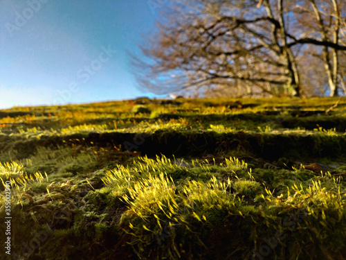 Fresh green moss on old wooden roof shingles on an winter blue sky