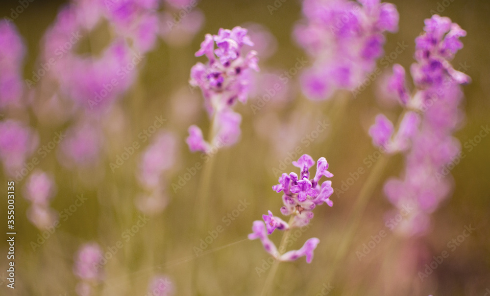 Gentle purple lavender flowers grow on the field outdoors for a bouquet