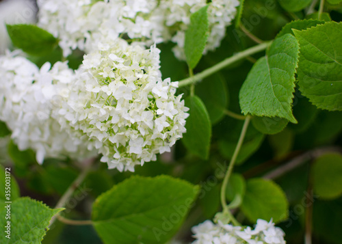 Cute and lovely hydrangea flowers