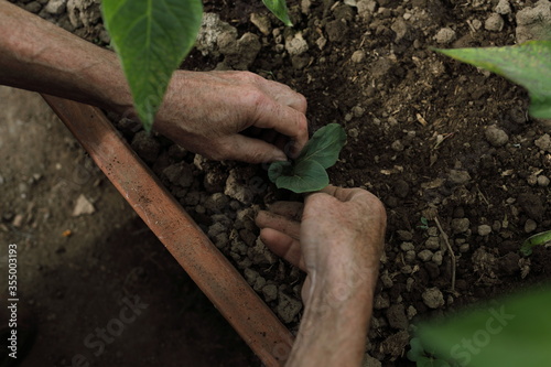 Mans Hands Gardening with Plant and Dirt