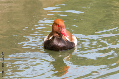 Red-crested pochard (in german  Kolbenente) Netta rufina photo