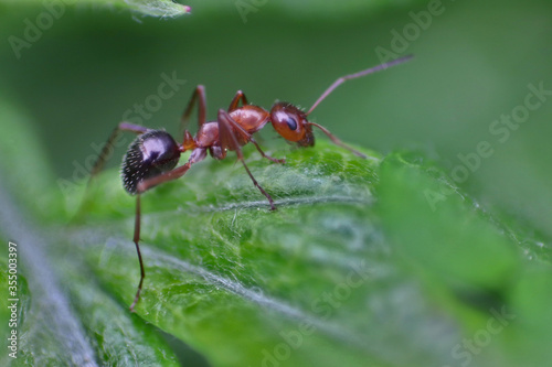 Ant on leaf © Ray