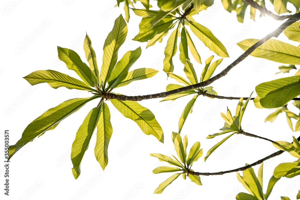 Obraz premium Natural green leaves isolated white background