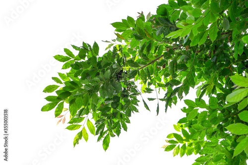 Natural green leaves isolated white background