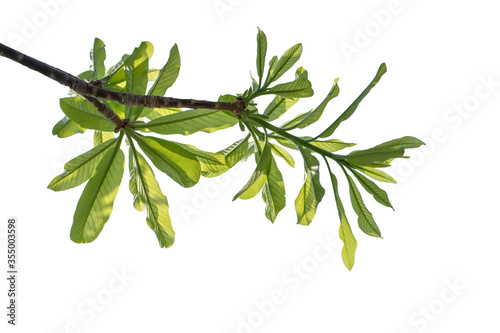 Natural green leaves isolated white background