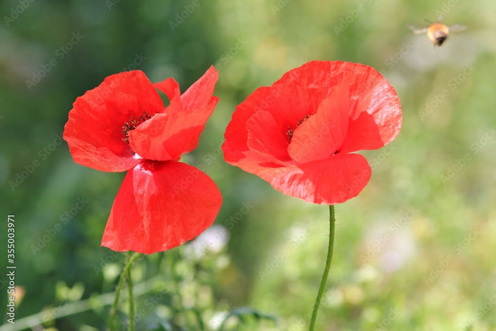 Two red poppies in the garden in spring Two red poppies in the garden in spring