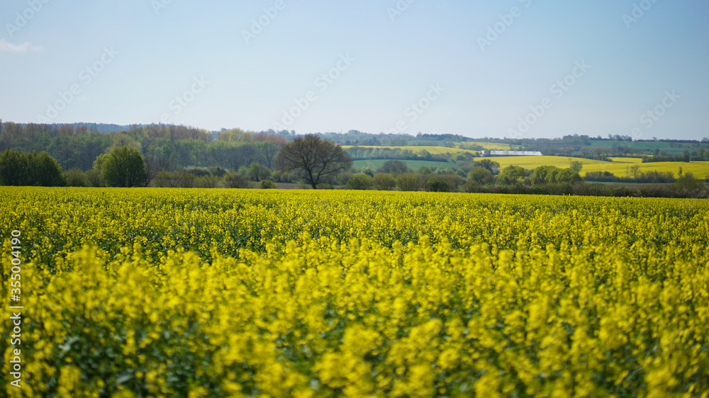 yellow canola (also rapeseed) field in northern Germany