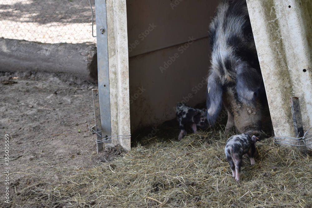 Mama Pig and her newborn baby piggys, Animal Park Bretten, Germany Mama Pig and her newborn baby piggys, Animal Park Bretten, Germany