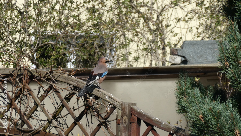 Naklejka premium Eichelhäher / Jay