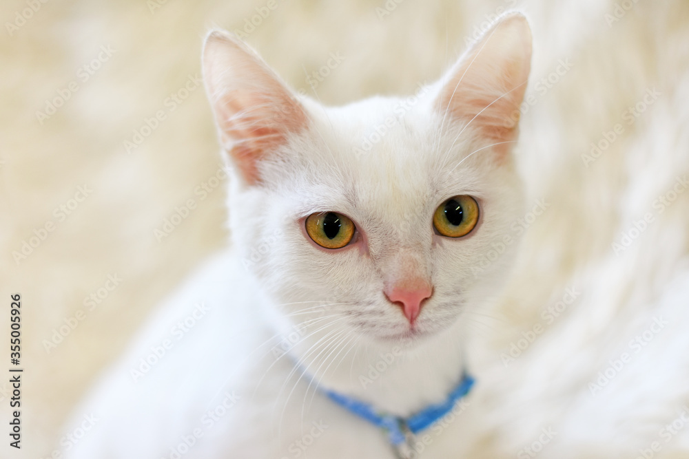 Portrait of a white cat with yellow eyes and with a blue collar.