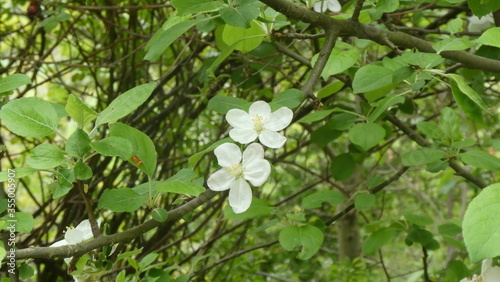 zwei Kirschblüten / two cherry blossoms (close up)