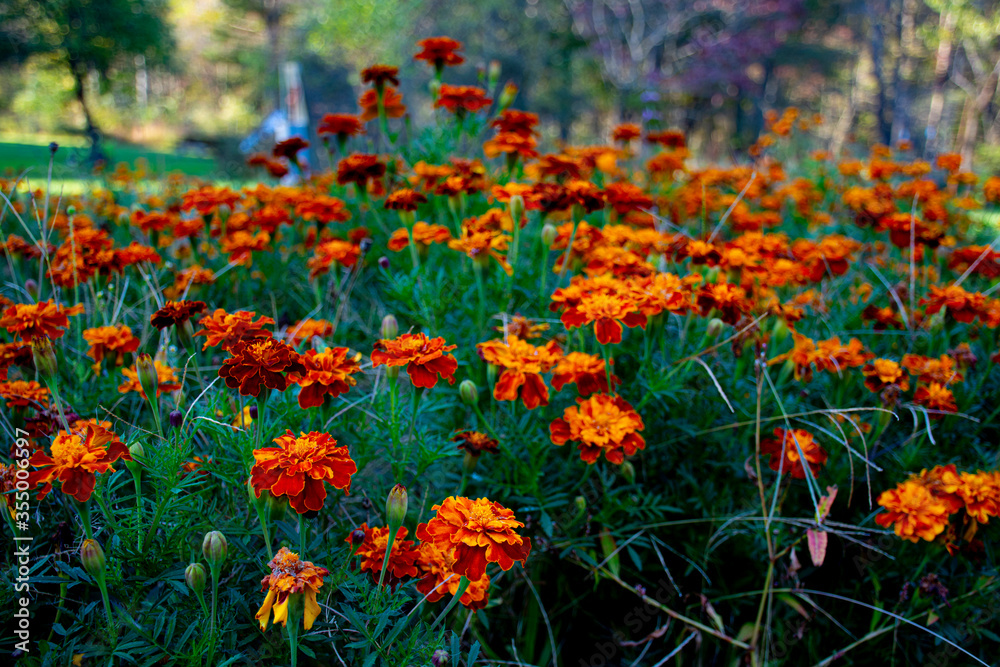 Marigolds