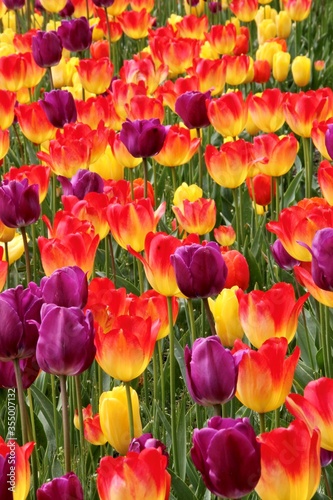bed of red  yellow and purple tulips vertical