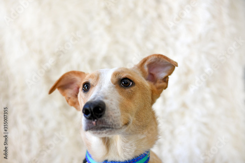 portrait of a red dog in a blue collar on a light background.