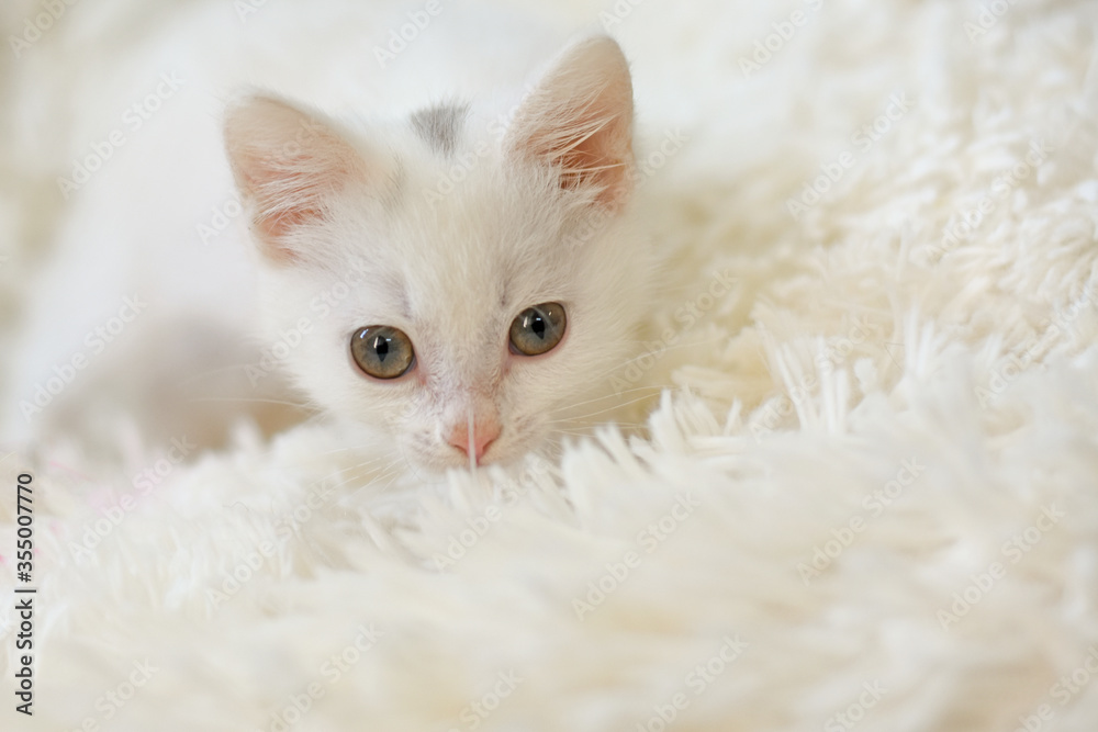 Portrait of a white kitten on a white carpet.