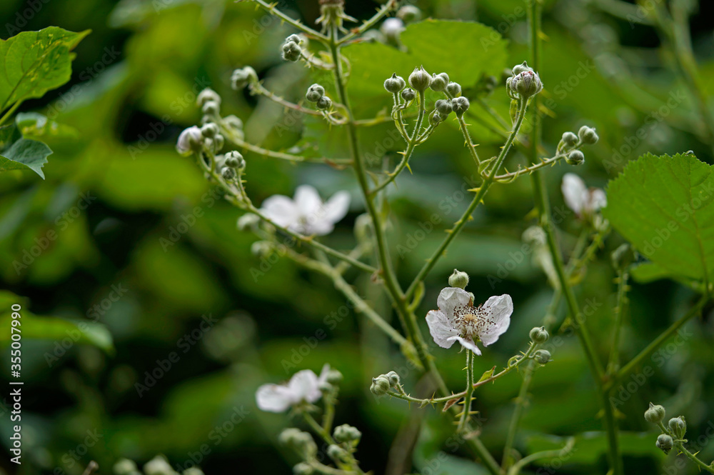 White blackberry flowers on a green background White blackberry flowers on a green background