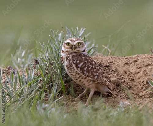 Burrowing Owl keeping watch by its nest burrow.