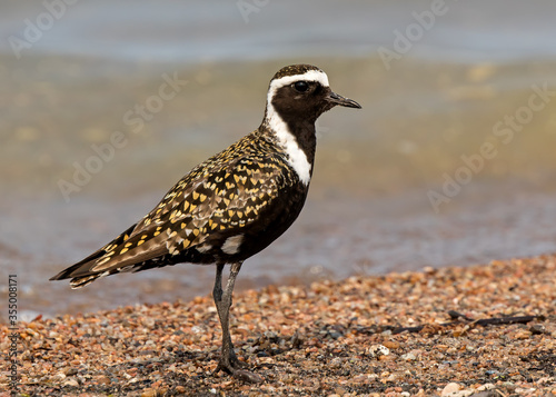 American Golden-Plover in summer plumage