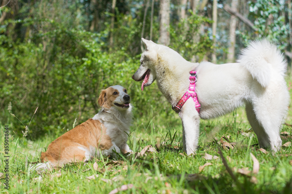 White husky cute dog with pink harness in the green woods smiling and playing with corgi